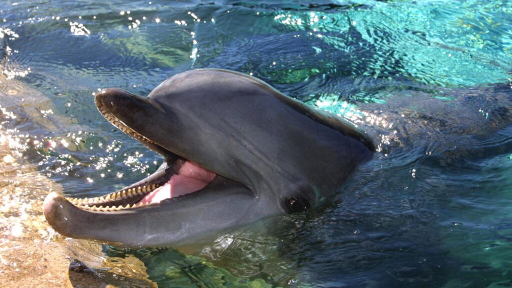 Seaworld